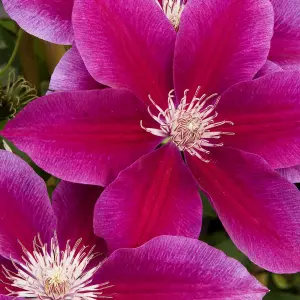 Clematis Ruby - Ruby Red Blooms, Climbing Vine, Morning Sun (20-30cm Height Including Pot)