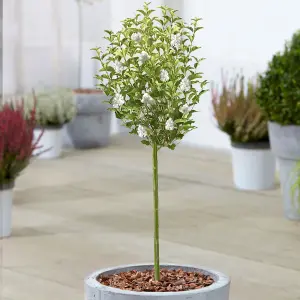 Syringa White Patio Tree - Stunning Variety, Ideal for UK Gardens, Compact Size (2-3ft)