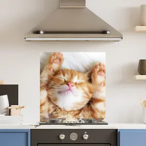 Premium 60cm x 65cm 6mm Glass Cute Cat Kitchen Splashback Toughened Polished Edge