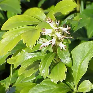 Pachysandra Terminalis Garden Plant - Evergreen Ground Cover, Low-Maintenance (15-30cm Height Including Pot)