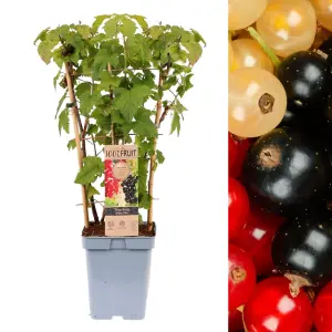 Currant Ribes Fruit Plant Trio in 5L Pot - Three Fruit Bushes Growing in One Pot - Red, White & Black - Tasty Summer Fruit