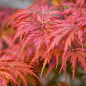 Japanese Acer palmatum Dissectum in a 3L Pot Green