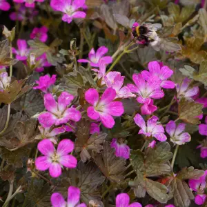 Geranium Orkney Cherry - Pink Flowers, Perennial Plant, Low Maintenance (15-30cm Height Including Pot)