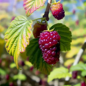 Lincolnshire Fruits Buckingham Tayberry Potted 3Litre