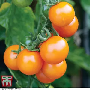 Tomato Sungold F1 Hybrid 1 Seed Packet (8 Seeds)