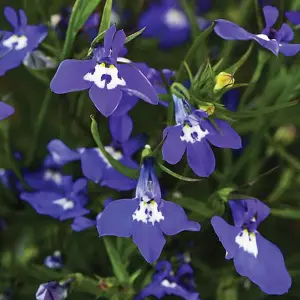 Lobelia Sapphire Cascade 1 Seed Packet (1000 Seeds)