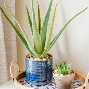 Aloe Vera in 11cm Pot - 25-30cm in Height - Fantastic Plant for Beginners to Houseplants