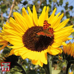 Sunflower Russian Giant 1 Seed Packet (60 Seeds)