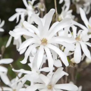 White Magnolia stellata Star Magnolia Flowering Shrub in a 9cm Pot