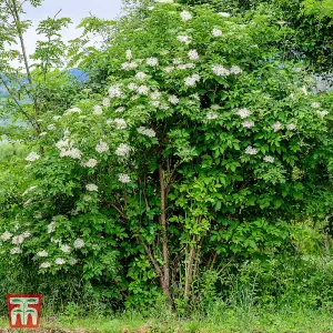 Hedge Elderberry (Sambucus nigra) 10 bare root plants