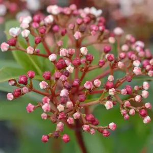 Viburnum Tinus Spirit (Laurustinus Viburnum) 3.6 Litre Potted Plant x 1