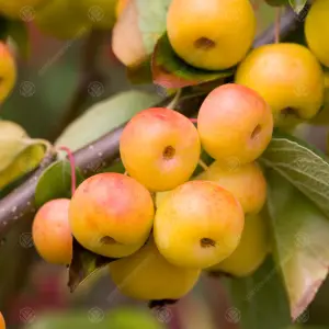 Malus Butterball Tree - Crab Apple Tree, Pinkish-White Spring Blossoms, Low Maintenance (5-6ft)