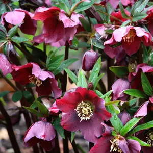 Helleborus 'Star of Passion' Exquisite Winter-Blooming Hellebore (20-30cm, 3L Pot)