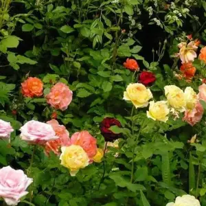 Rose Bush Trio in 2L Pot - 3 Growing Rose Bushes in One Pot