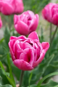 20 Tulip Bulbs Double Dancers Spring Bulbs 10/11 Pink Yellow Flowers