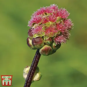 Herb Salad Burnet 1 Seed Packet (150 Seeds)