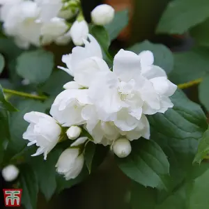 Philadelphus Snowbelle 3.6 Litre Potted Plant x 1