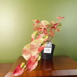 35cm Artificial Trailing Hanging Plant Realistic Pink Splash Caladium