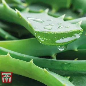 Aloe Vera 10.5cm Potted Plantx 3 + Incredi Houseplant Drip Feeder 30ml Bottle 1 Unit x 3