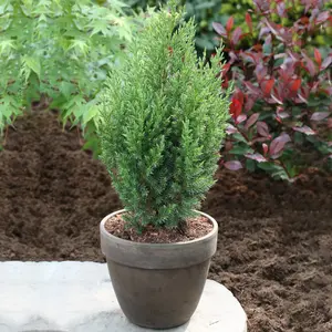 Juniperus Stricta Garden Plant - Columnar Evergreen, Compact Size (20-30cm Height Including Pot)