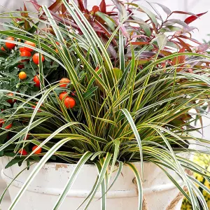 Everglow Sedge Grass Carex Morrowii Boott Outdoor Ornamental Plant 2L Pot