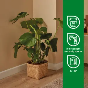 Verve Monstera in Plastic Grow pot 19cm