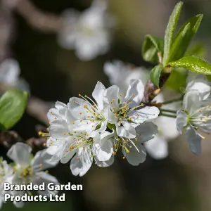 Plum (Prunus) Victoria Patio Standard (St Julien) 5L Potted Plant x 1