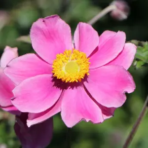 Anemone Prinz Heinrich - Vibrant Pink Blooms, Compact Size (15-30cm Height Including Pot)