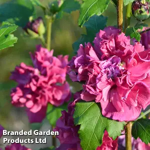 Hibiscus syriacus French Cabaret Red 9cm Pot x 1