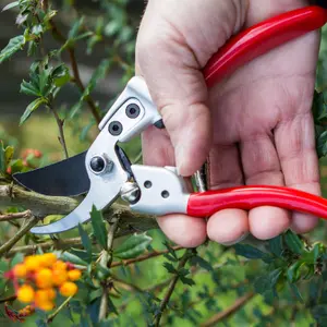 Darlac Expert Medium Bypass Secateurs, DP1032