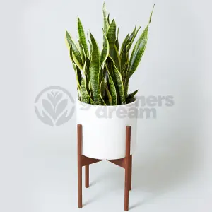 Sansevieria Laurentii - Variegated Foliage, Snake Plant Ideal for Home Office Kitchen, Easy Care (30-40cm Height Including Pot)