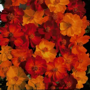 Cosmos Polidor 1 Packet (100 Seeds)