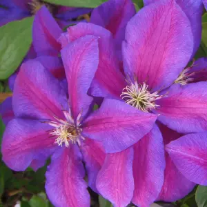 Clematis Mrs N. Thompson - Purple Blooms, Climbing Vine, Morning Sun (20-30cm Height Including Pot)