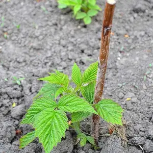 6 x Raspberry Polka Bare Root Canes - Grow Your Own Fresh Raspberries