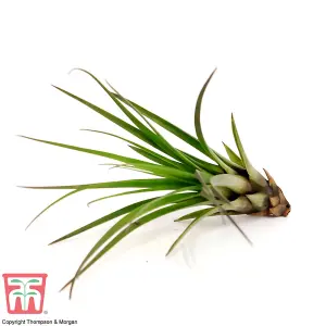 Houseplant Air Plant Tillandsia Melonacrater Tricolor Medium x 1