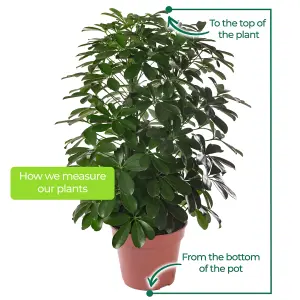 Schefflera Nora - Indoor House Plant for Home Office, Kitchen, Living Room - Potted Houseplant (40-50cm Height Including Pot)