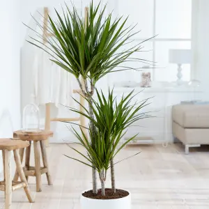 Dracaena Marginata 3 stem 60/30/15cm in  24cm pot 1.3M tall - Dragon Tree Houseplant for Homes & Office