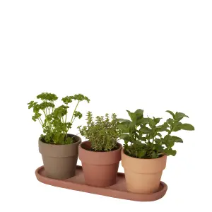 Verve Arara Terracotta Cement & terracotta Plant pot (Dia) 10.9cm, (H)11cm, 400ml