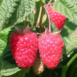 Raspberry Cascade Delight Fruit Bush Rubus Summer Fruiting Plant 5 x Bare Root