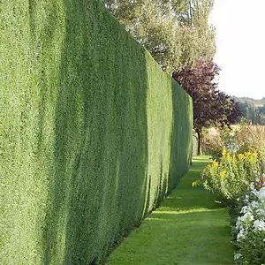 Taxus Baccata - Evergreen Common Yew Hedging Plants, Dense and Hardy (20-40cm, 10 Plants)