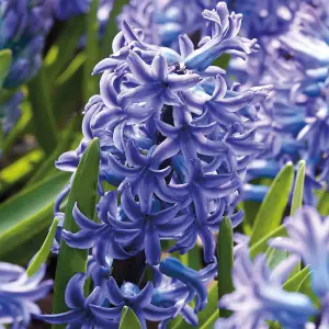 Hyacinth Blue Jacket 3 Flower bulbs