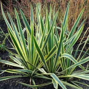 Yucca Bright Edge Garden Plant - Striking Foliage, Compact Size (20-30cm Height Including Pot)