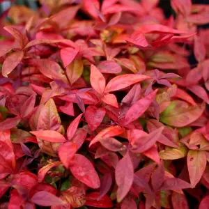 Blush Pink Heavenly Bamboo Shrub Plant Nandina Domestica 2L Pot