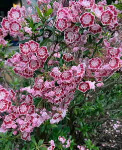 Kalmia latifolia Kaleidoscope - Mountain Laurel, Neat Evergreen Shrub 1x19cm Pot