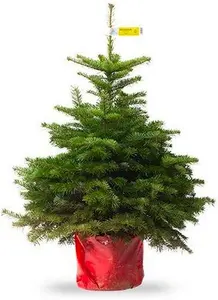 Fresh Potted Non-Drop Luxury Nordman Fir Christmas Tree - Circa 3ft