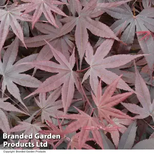 Acer Palmatum 'Bloodgood' - 3 Litre Potted Plant x 1 - Hardy Perennial