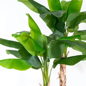 Blooming Artificial - 240cm / 7.75ft Faux Musa Banana Tree