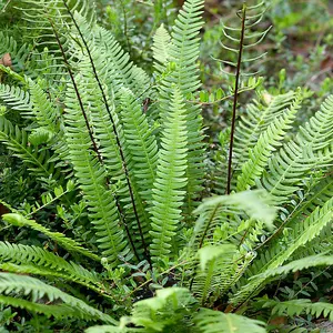 Pack of 3 Evergreen Hardy Ferns in 9cm Pots Ferns Plants Outdoor Garden Ready Perfect for Garden Shaded Areas