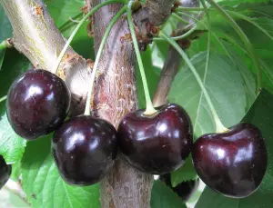 Merton Black Cherry Fruit Tree 5-6ft Tall Supplied in a 7.5 Litre Pot