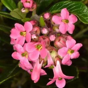 Escallonia Show Stopper Garden Shrub - Pink Flowers, Compact Size, Attracts Pollinators (20-30cm Height Including Pot)